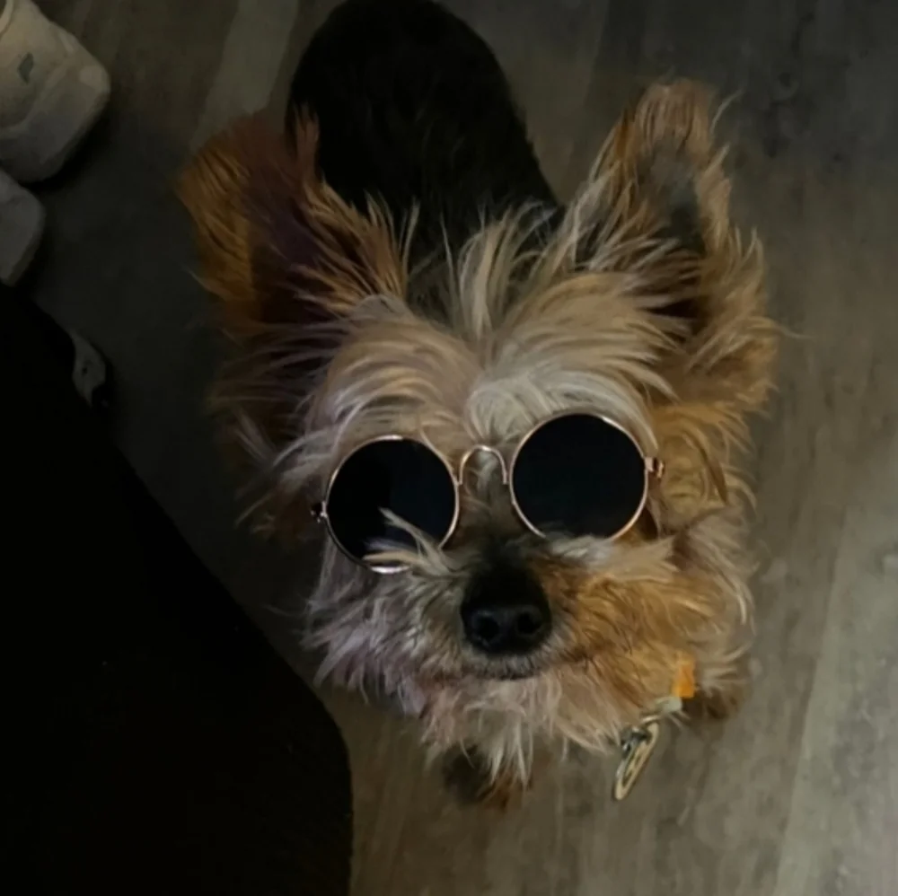 Pet Sunglasses Small Dog Cat UV Protection Round Rose Gold Frame Pet Glasses New